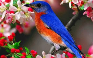 wiosna-niebiesko-pomaranczowy-ptaszek-kwiaty